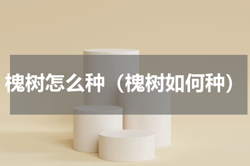 槐树怎么种（槐树如何种）