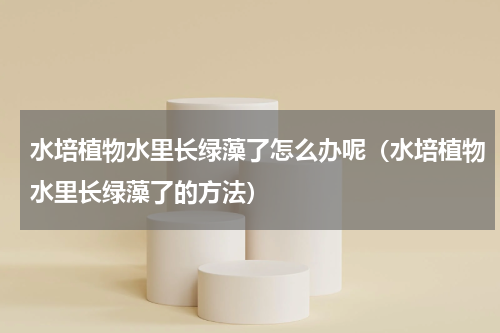 水培植物水里长绿藻了怎么办呢（水培植物水里长绿藻了的方法）