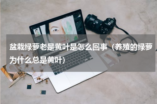盆栽绿萝老是黄叶是怎么回事（养殖的绿萝为什么总是黄叶）