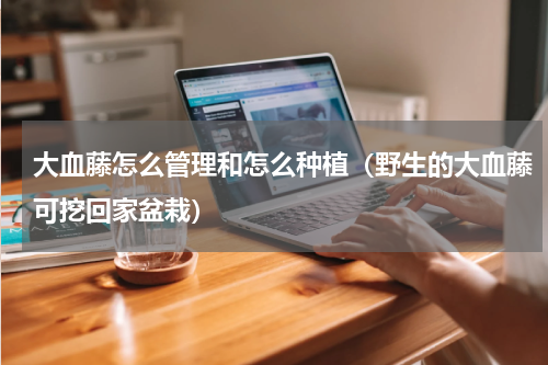 大血藤怎么管理和怎么种植（野生的大血藤可挖回家盆栽）