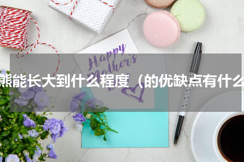 比熊能长大到什么程度（的优缺点有什么）