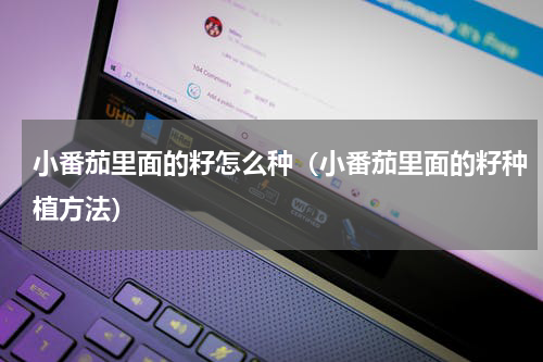 小番茄里面的籽怎么种（小番茄里面的籽种植方法）
