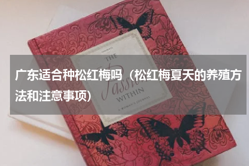 广东适合种松红梅吗（松红梅夏天的养殖方法和注意事项）
