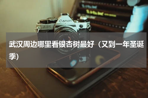 武汉周边哪里看银杏树最好（又到一年圣诞季）