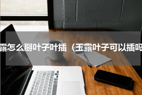玉露怎么掰叶子叶插（玉露叶子可以插吗）