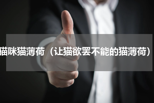 猫咪猫薄荷（让猫欲罢不能的猫薄荷）