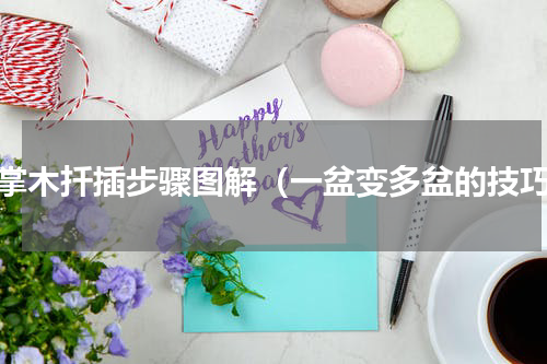 鸭掌木扦插步骤图解（一盆变多盆的技巧）