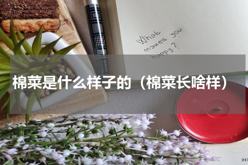 棉菜是什么样子的（棉菜长啥样）