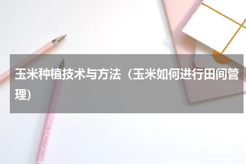 玉米种植技术与方法（玉米如何进行田间管理）