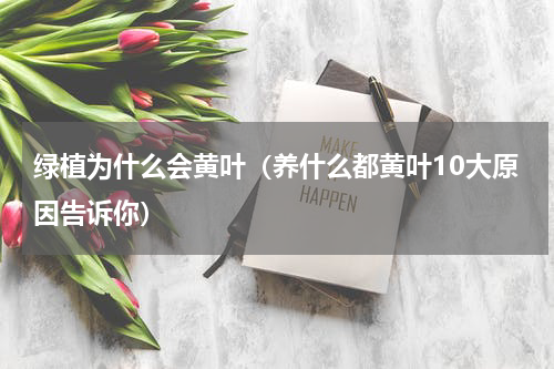 绿植为什么会黄叶（养什么都黄叶10大原因告诉你）