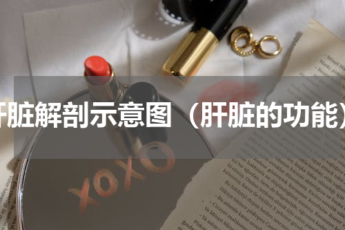 肝脏解剖示意图（肝脏的功能）