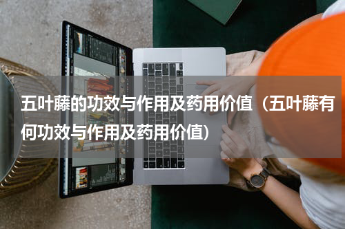 五叶藤的功效与作用及药用价值（五叶藤有何功效与作用及药用价值）