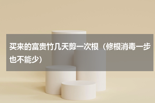 买来的富贵竹几天剪一次根（修根消毒一步也不能少）