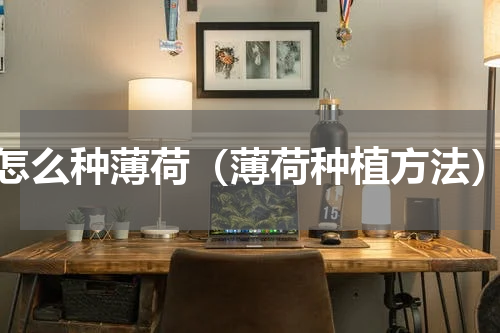 怎么种薄荷（薄荷种植方法）