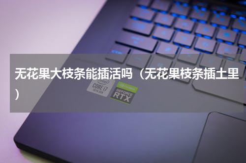 无花果大枝条能插活吗（无花果枝条插土里）