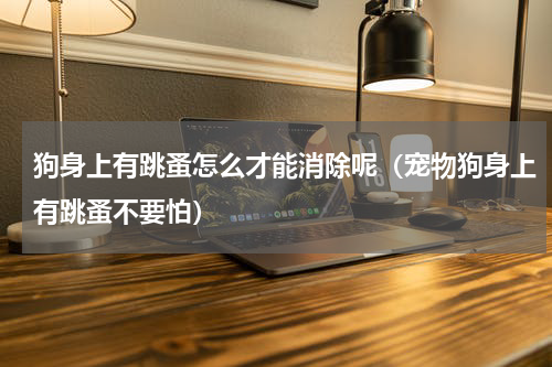 狗身上有跳蚤怎么才能消除呢（宠物狗身上有跳蚤不要怕）