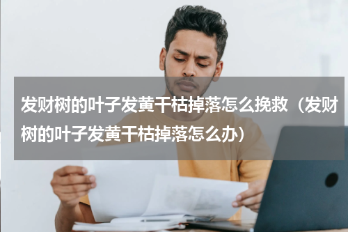 发财树的叶子发黄干枯掉落怎么挽救（发财树的叶子发黄干枯掉落怎么办）
