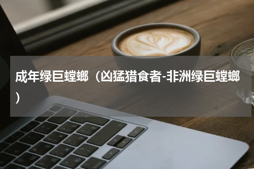 成年绿巨螳螂（凶猛猎食者-非洲绿巨螳螂）