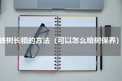 铁树长粗的方法（可以怎么给树保养）