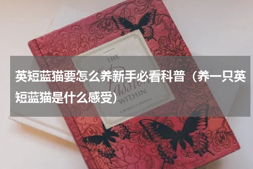 英短蓝猫要怎么养新手必看科普（养一只英短蓝猫是什么感受）
