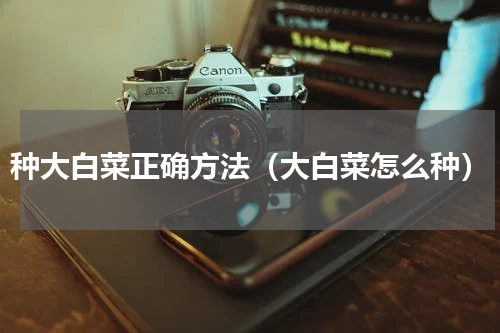 种大白菜正确方法（大白菜怎么种）