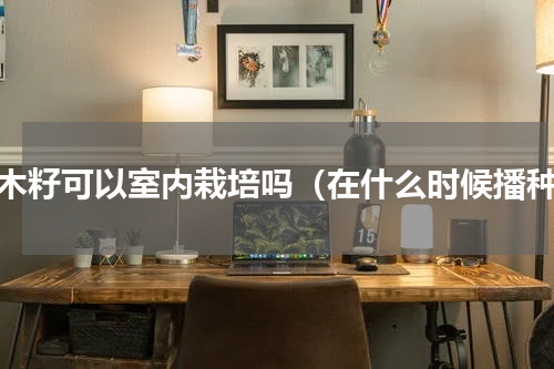 辣木籽可以室内栽培吗（在什么时候播种）