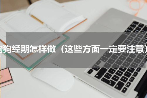 狗狗经期怎样做（这些方面一定要注意）
