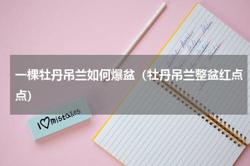 一棵牡丹吊兰如何爆盆（牡丹吊兰整盆红点点）