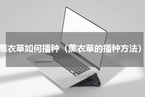 薰衣草如何播种（薰衣草的播种方法）
