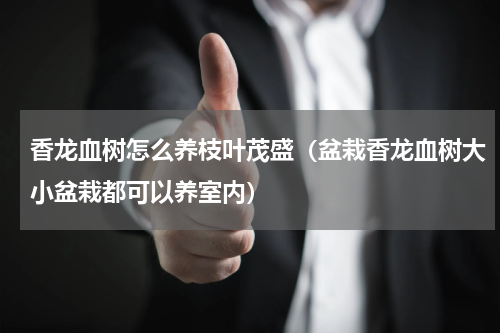 香龙血树怎么养枝叶茂盛（盆栽香龙血树大小盆栽都可以养室内）