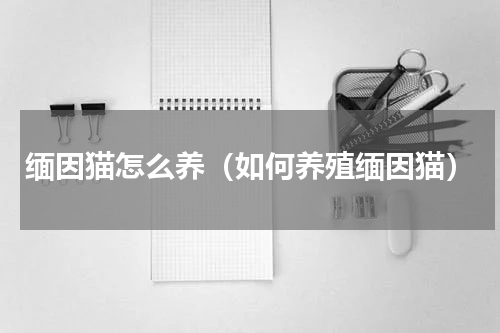 缅因猫怎么养（如何养殖缅因猫）