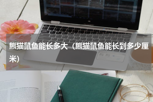熊猫鼠鱼能长多大（熊猫鼠鱼能长到多少厘米）