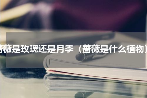 蔷薇是玫瑰还是月季（蔷薇是什么植物）