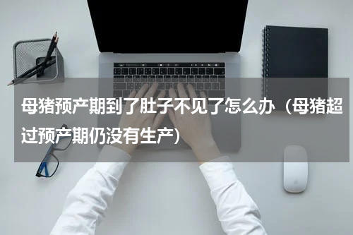 母猪预产期到了肚子不见了怎么办（母猪超过预产期仍没有生产）
