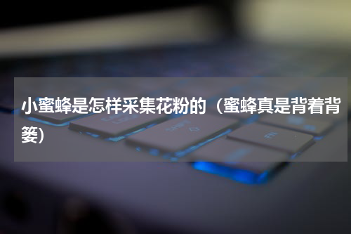 小蜜蜂是怎样采集花粉的（蜜蜂真是背着背篓）
