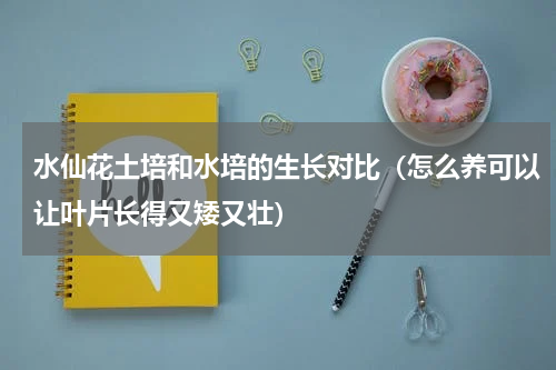 水仙花土培和水培的生长对比（怎么养可以让叶片长得又矮又壮）