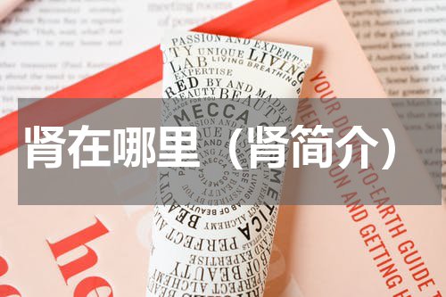 肾在哪里（肾简介）