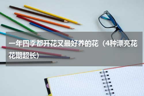 一年四季都开花又最好养的花（4种漂亮花花期超长）