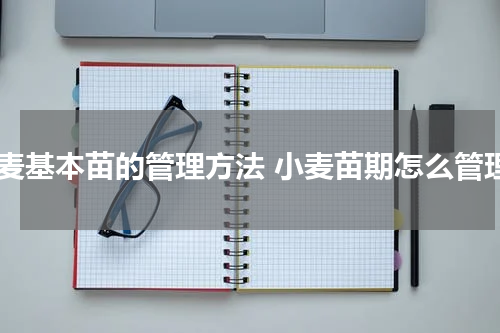 小麦基本苗的管理方法 小麦苗期怎么管理