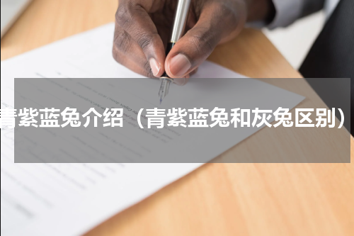 青紫蓝兔介绍（青紫蓝兔和灰兔区别）