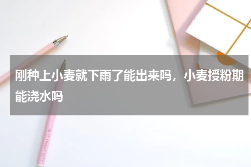 刚种上小麦就下雨了能出来吗，小麦授粉期能浇水吗