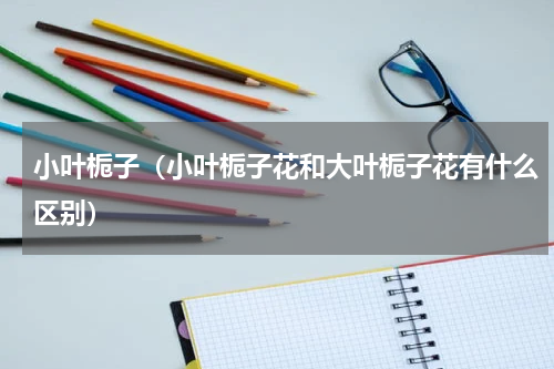 小叶栀子（小叶栀子花和大叶栀子花有什么区别）