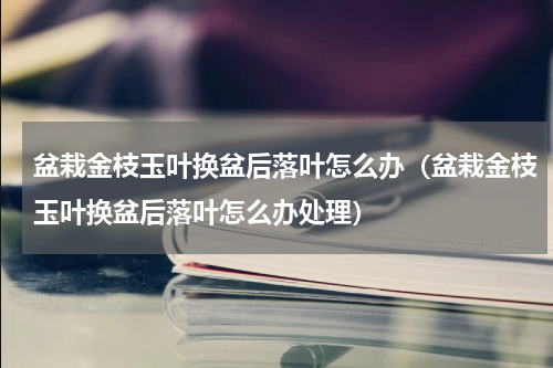 盆栽金枝玉叶换盆后落叶怎么办（盆栽金枝玉叶换盆后落叶怎么办处理）