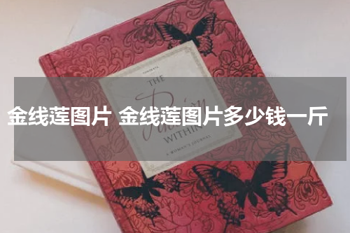 金线莲图片 金线莲图片多少钱一斤