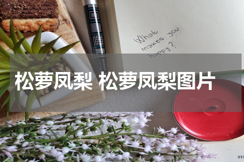 松萝凤梨 松萝凤梨图片