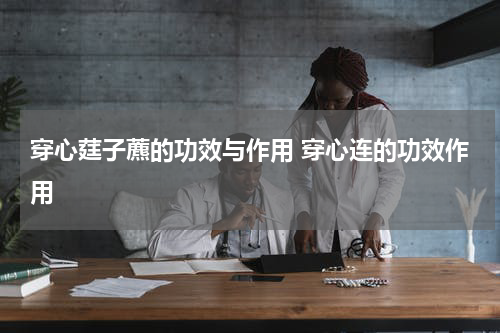 穿心莛子藨的功效与作用 穿心连的功效作用