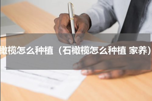 石橄榄怎么种植（石橄榄怎么种植 家养）