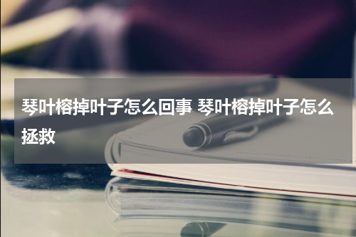 琴叶榕掉叶子怎么回事 琴叶榕掉叶子怎么拯救