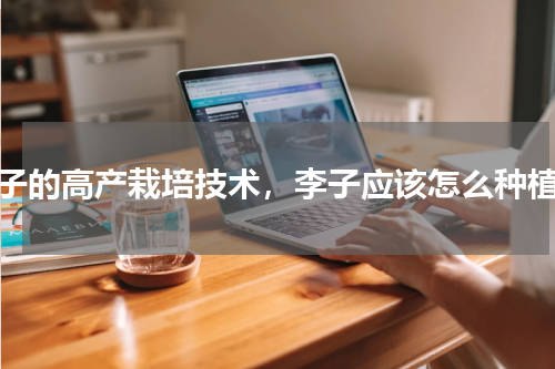 李子的高产栽培技术，李子应该怎么种植好