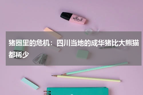 猪圈里的危机：四川当地的成华猪比大熊猫都稀少